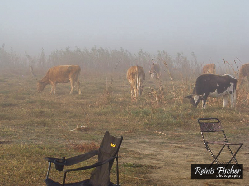 Dozens of cows at Jandari lake