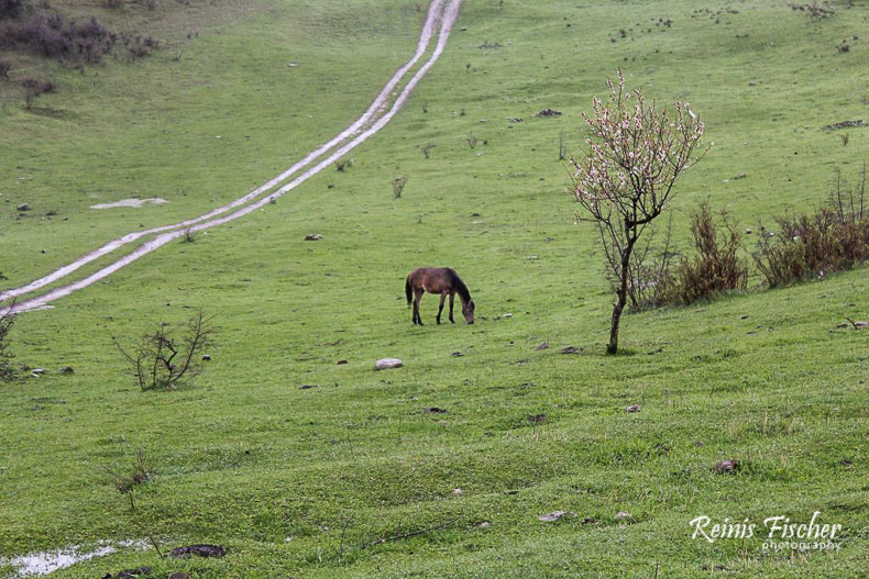 Horse on pasture near Jvari monastery
