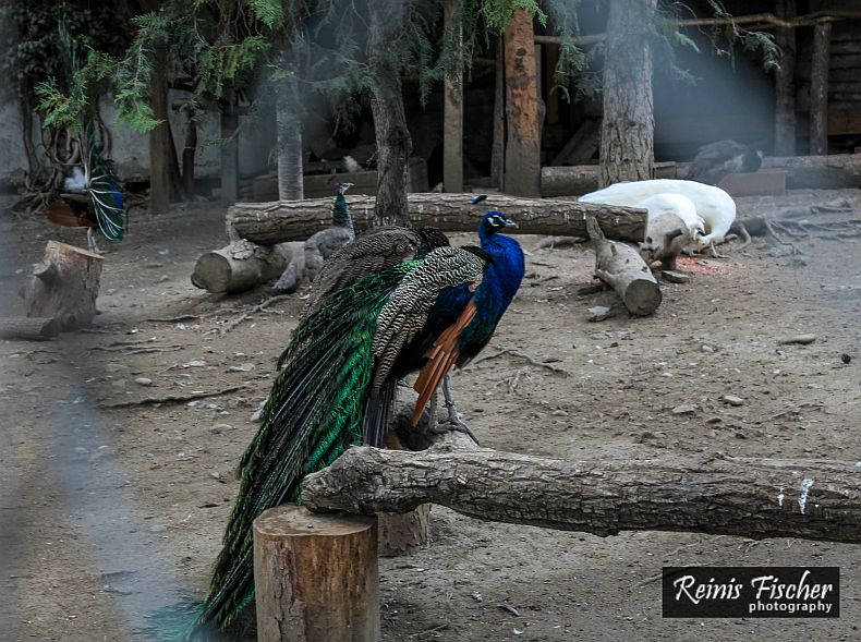Peacocks at Tbilisi Zoo
