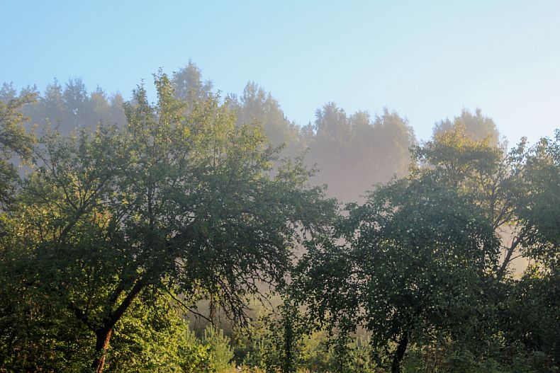 Mist in apple orchard