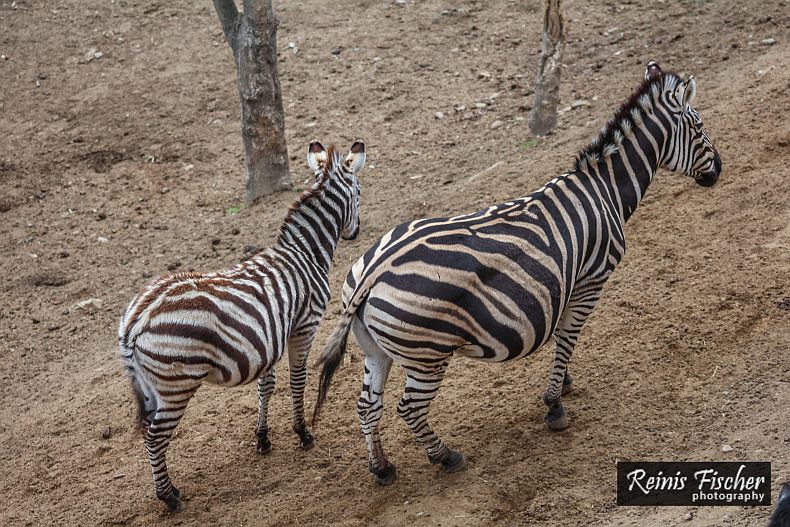 Zebras at Tbilisi zoo