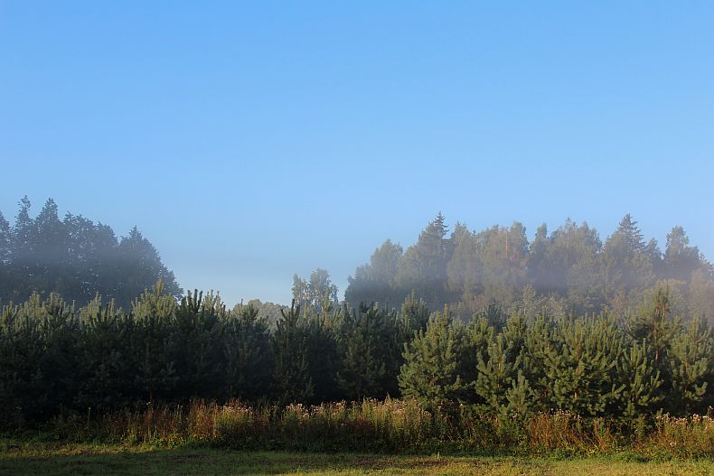 mist over pine coppice
