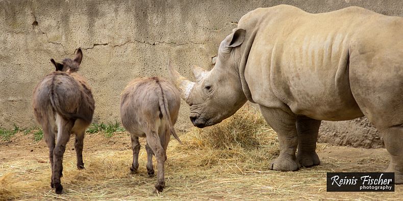 Donkeys and rhinos