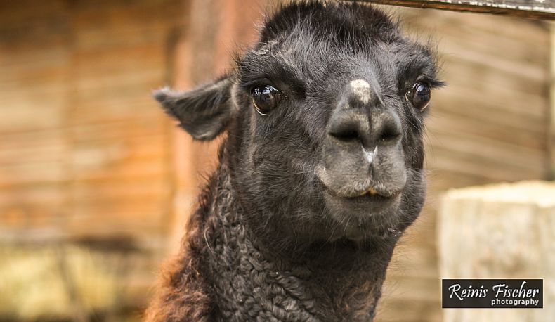 Black llama posing for a portrait
