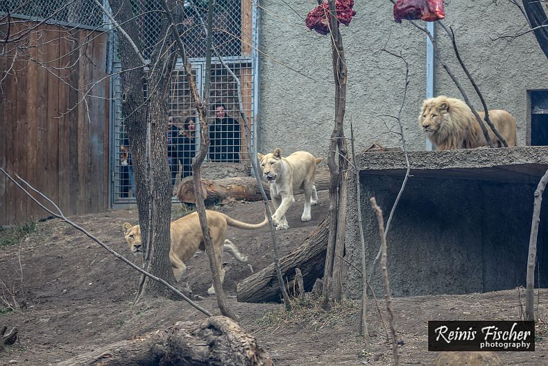 Meal time for white lions