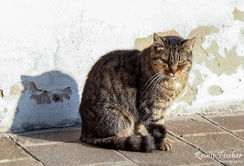 An Italian cat