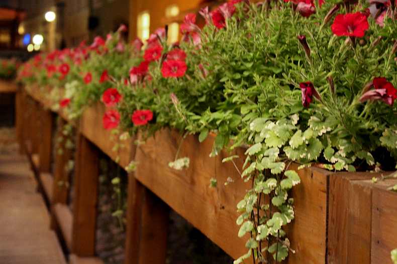 Greenery on the terrace at restaurant Three Crowns