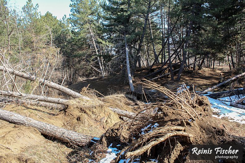 First obstacles - landfall and fallen trees