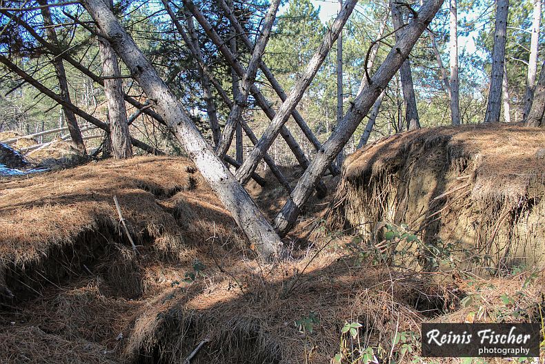 Fallen trees near Tskneti