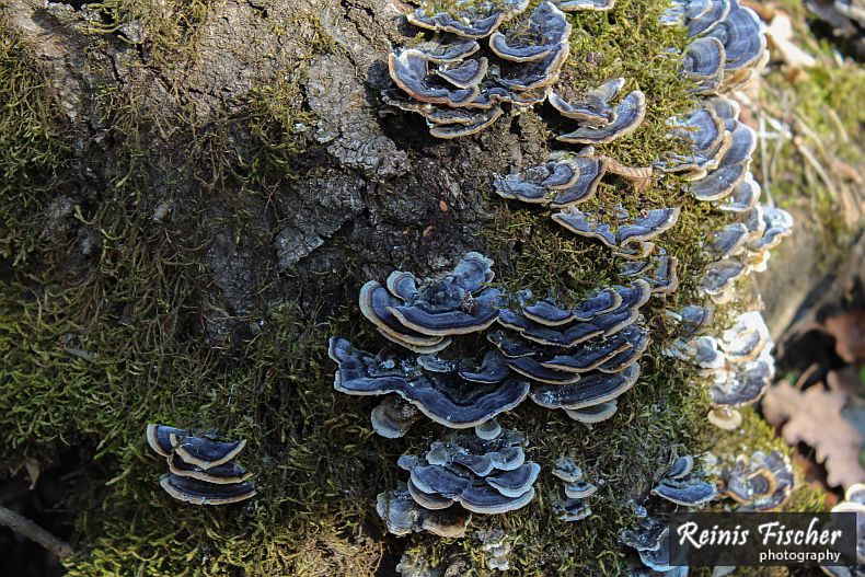 Fungi on stump