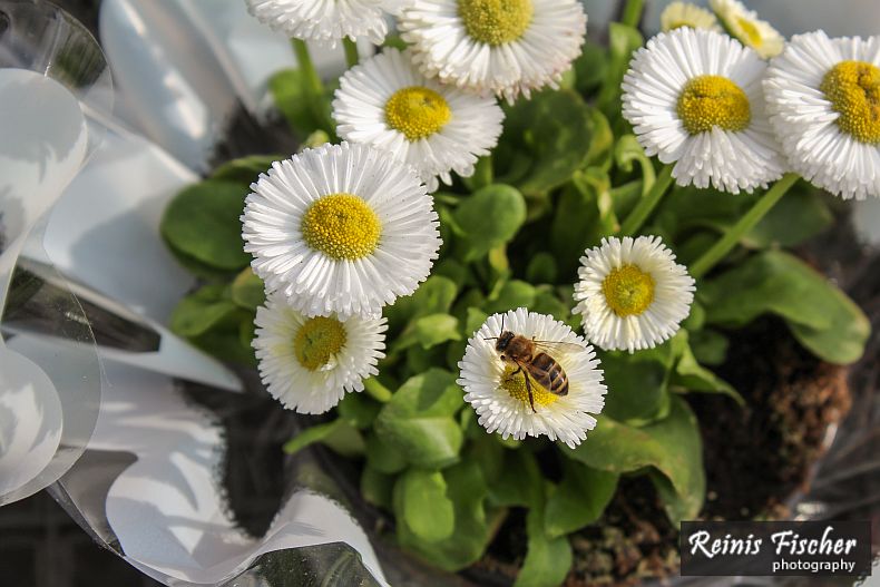 Love is like a nectar