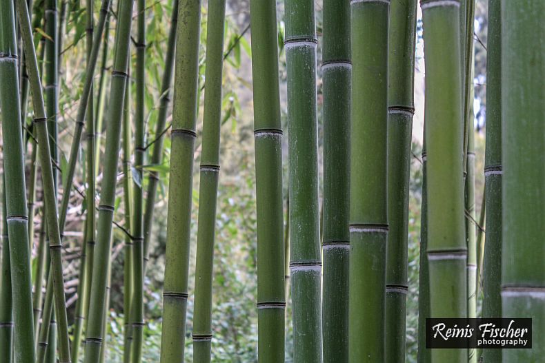 Bamboo grove at Tbilisi botanical garden