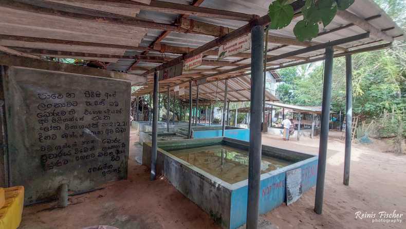 Turtle Hatchery in Kosgoda