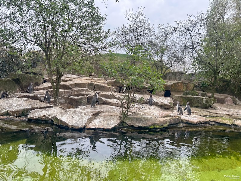 Penguins at Berlin zoo