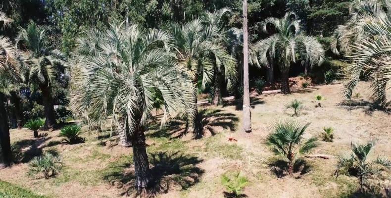 Embedded thumbnail for Batumi Botanical Garden from a Drone flight