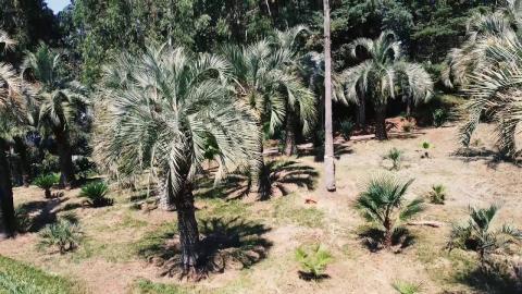 Embedded thumbnail for Batumi Botanical Garden from a Drone flight