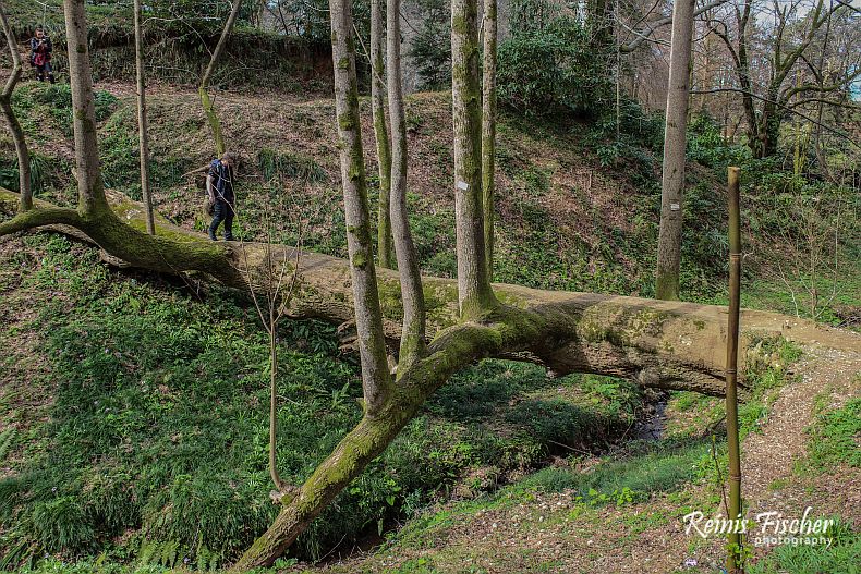 Hiking trails at Batumi Botanical Garden