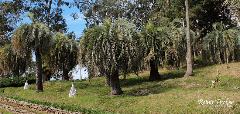 Palms at Batumi Botanical Garden