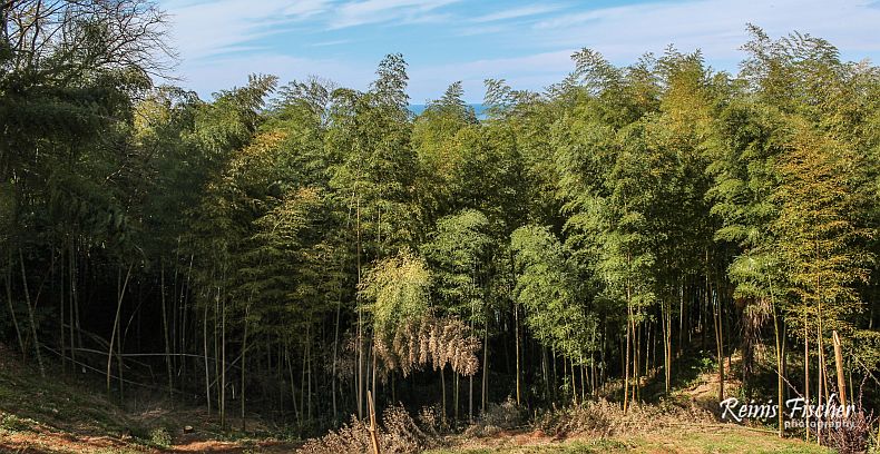 Bamboo trees