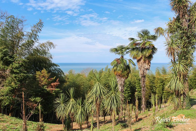 Batumi Botanical Garden