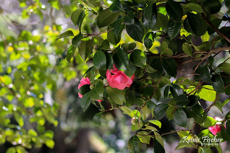 At Batumi Botanical Garden