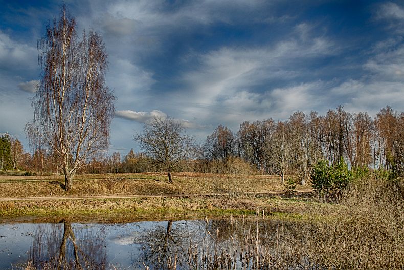 Our small fish pond and surrounding area