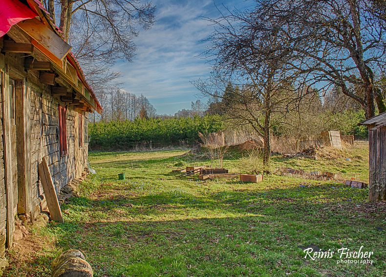 Pine coppice and our veggie garden