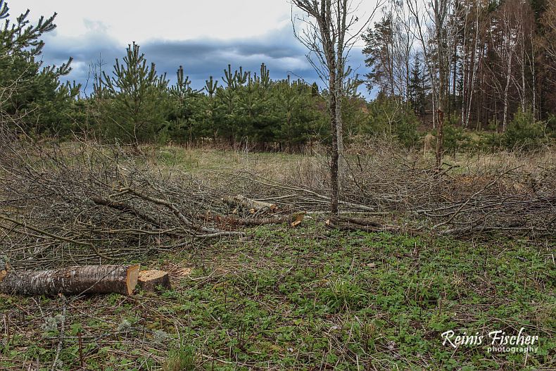 Cutting trees and trimming branches