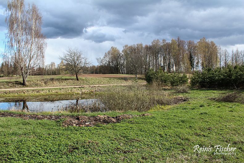Cutting osier shrubbery