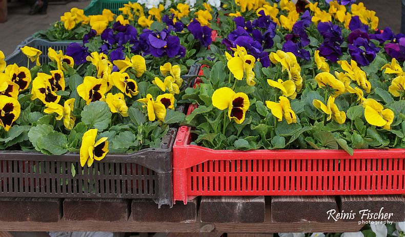 Flower plants for sale