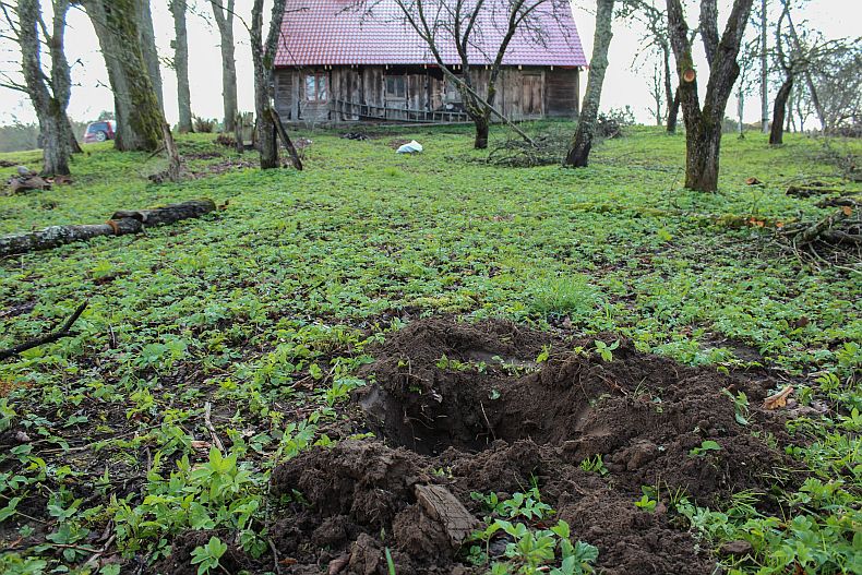 Digging a hole for planting an apple tree