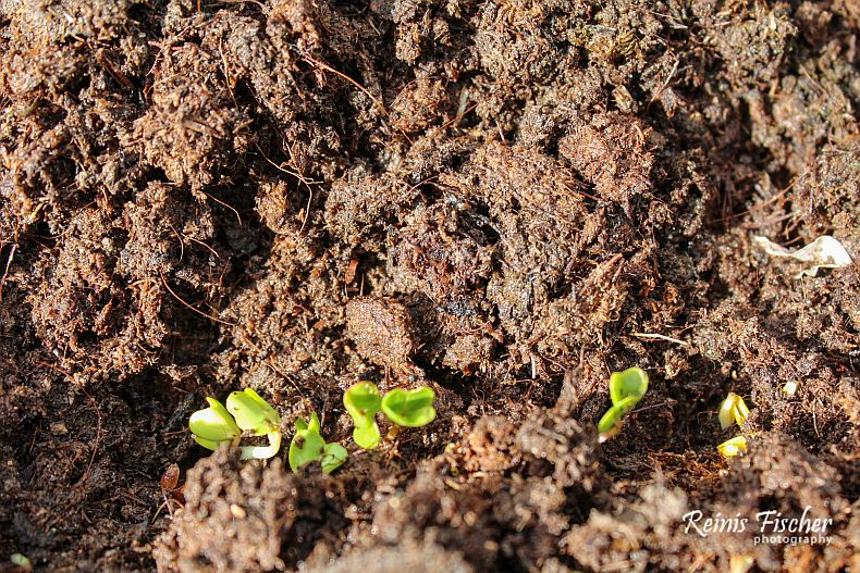 First sprouts of radishes 