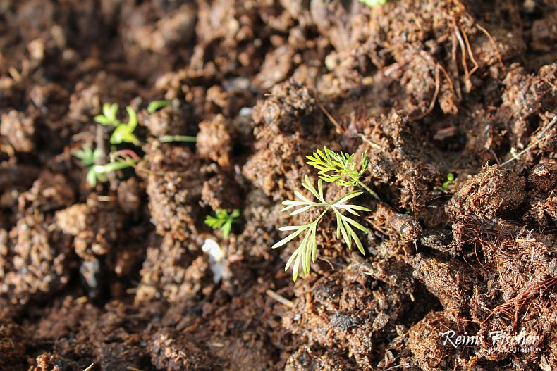 First sprouts of dill