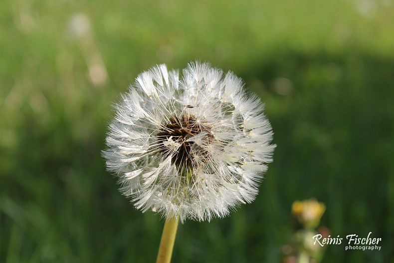 A dandelion 