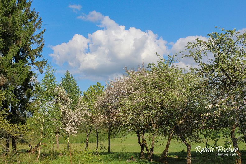 Apple orchard in mid-May 2016