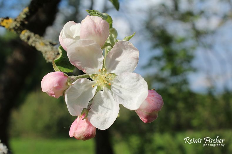 Apple tree blossom