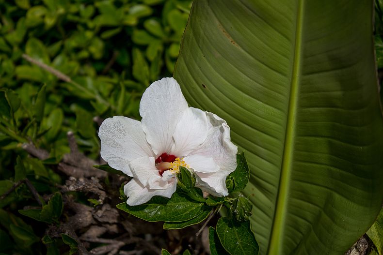Magnolia flower