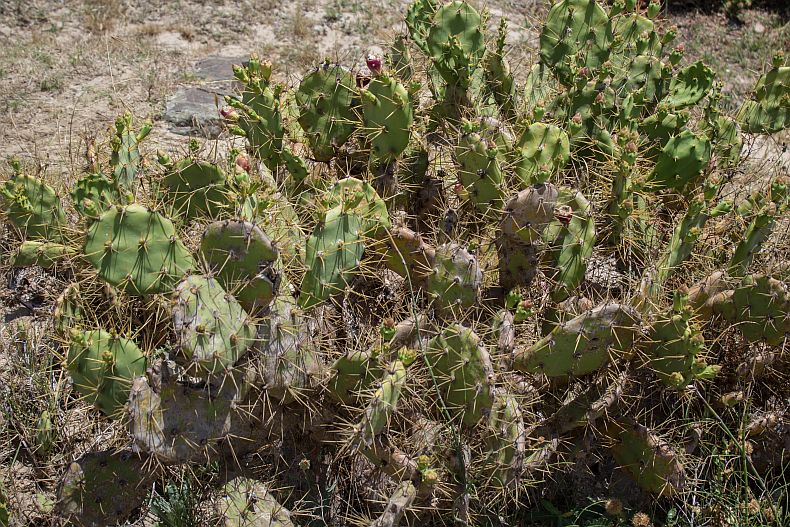 Wild cactus at Bolonia beach
