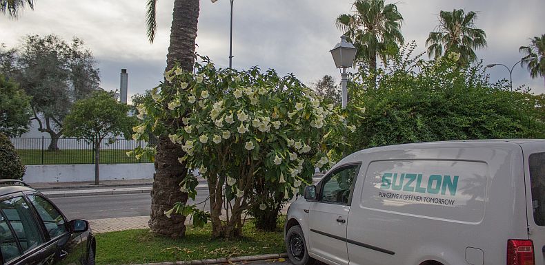 Huge plant of Devil's Seed at hotels parking