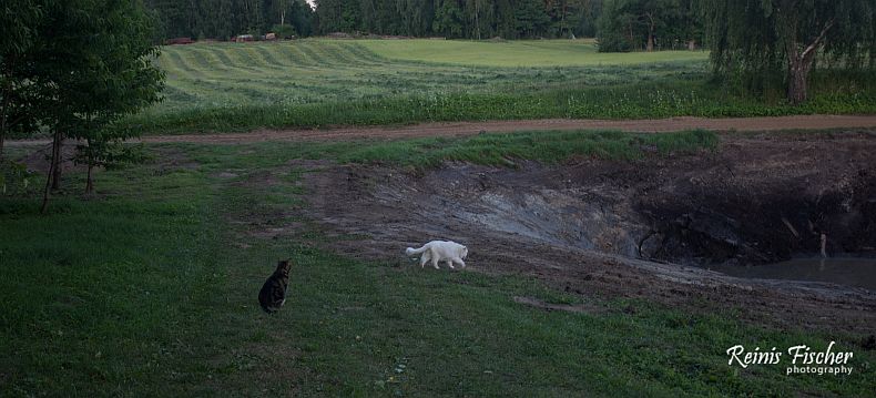 Cats discovered that there is a pond