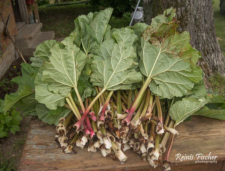 Rhubarbs