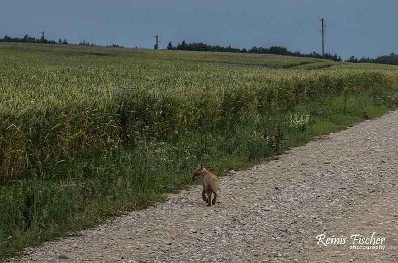 baby fox on the road
