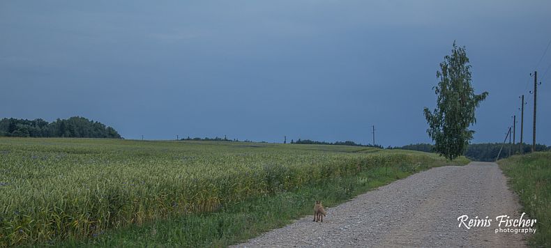 road and the fox