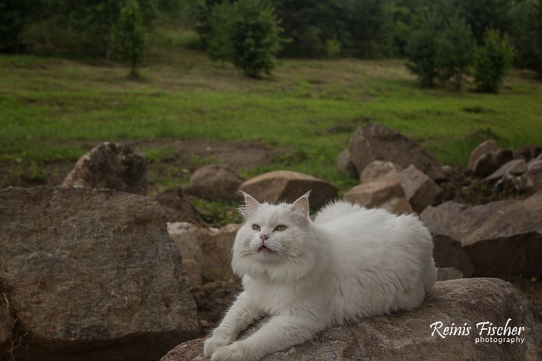 Cat on the rock