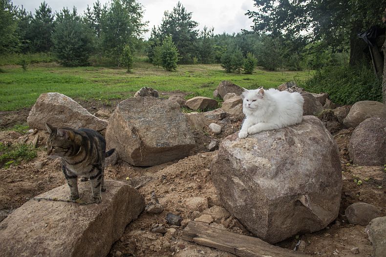 Cats on the rocks