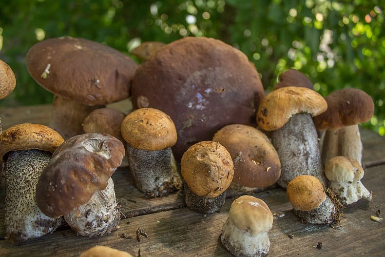 Penny Buns and Red-Capped Scaber Stalk