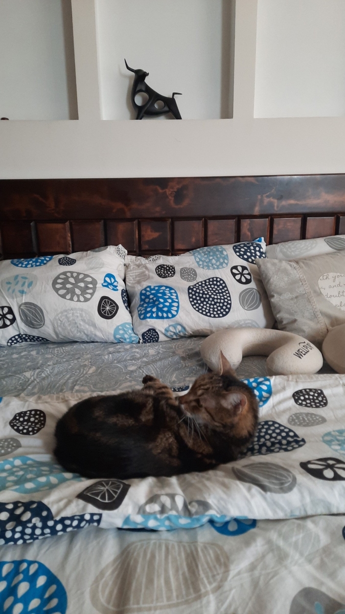 Tiger in a king size bed