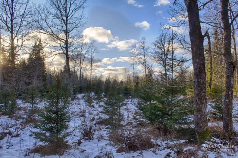 Marvelous golden hour in forest