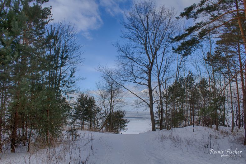 Pinewoods near Dubulti beach