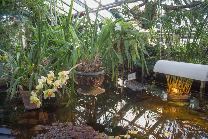 Inside tropical house